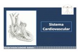 Anatomia sistema cardiovascular