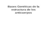 6. bases genéticas de la estructura de los anticuerpos