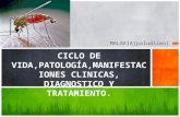 14 malaria diagnostico y tratamiento