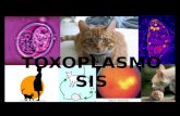 Toxoplasmosis 101107121433-phpapp02