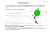 Morfologia vegetal de la hoja