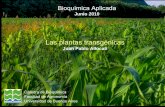 Plantas Transgénicas - Corn - GMO - Transgenic
