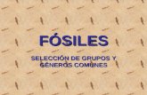 Fosiles. Fossils