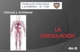 Sistema circulatorio. Primaria. IE N° 1198. La Ribera. Aula de Innovaciones Pedagógicas.