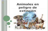 Proyecto animales en peligro de extincion Cyndi Didier