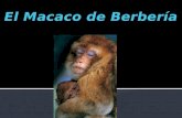 Carlos arturo macaco de barberia