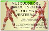 Musulos de columna espalda  y torax