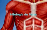 Miología de tórax