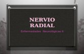 Nervio radial