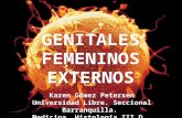 Genitales femeninos externos