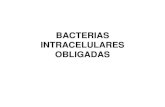2 bacterias intracelulares obligadas