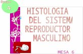 Histología del aparato reproductor masculino