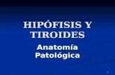 40. )HipóFisis Y Tiroides