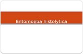 Entomoeba histolytica