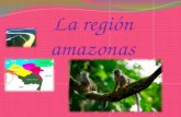 la region amazonas de colombia