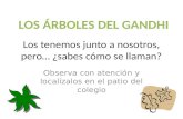 LOS ÁRBOLES DEL GANDHI