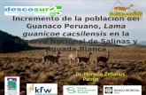 Incremento de la población del Guanaco Peruano, Lama guanicoecacsilensis en la Reserva Nacional de Salinas y Aguada Blanca
