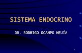 Sistema endocrino fisiologia dr ocampo
