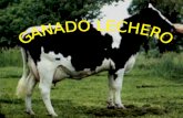Razas de ganado lechero mas comunes en Honduras