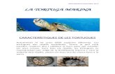 06 2-resum tortugues marines anna i sílvia