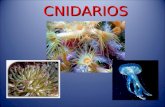 Cnidarios 63
