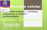 Uniones celulares(biologia celular) (1) (1)