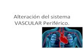 Sistema vascular periferico