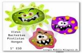 Virus bacterias hongos y protistas.