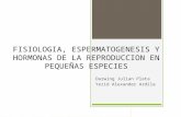 Fisiologia, espermatogenesis y hormonas de la reproduccion