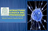 Estructura biológica del aprendizaje (Dayson Zapata)