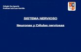Presentacion neurona 3° medio 2011