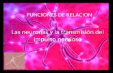 Las Neuronas Y La TransmisióN Del Impulso Nervioso
