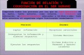 FUNCIÓN DE RELACIÓN Y COORDINACIÓN