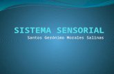 81661237 sistema-sensorial