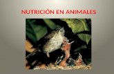 Nutrición en animales