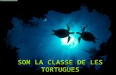 Power point tortugues 2011-12