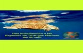 Especies tortugas marinas del mundo