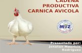 Cadena productiva carnica avicola