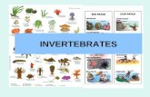 Ppt3 invertebrates español ingles