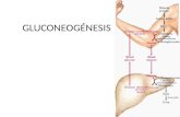 10. gluconeogenesis
