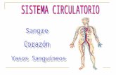 Sistema circulatorio Vs Sistema Hidráulico