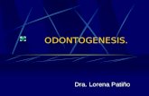 Odontogénesis ppt