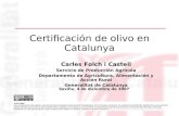 Certificación de olivos en Catalunya