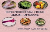 Reino protoctistas y reino animal (metazoos) (1)