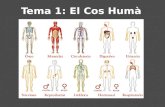 Tema 1 el cos humà