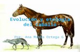 Evolución y etología del caballo