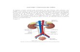 Anatomía y fisiologia del riño
