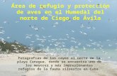 Area de refugio y proteccion de aves en el Humedal del norte de Ciego de Avila