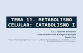 Tema 11 metabolismocelularcatabolismo