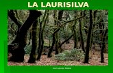 La Laurisilva